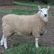 Border Cheviot Ram Lamb - 5 months old