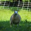 Cheviot ewe lamb