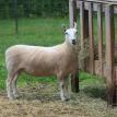 Cheviot ewe - freshly shorn