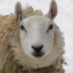 Yearling Ewe