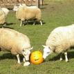 Pumpkins