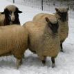 9 month old ewe lambs