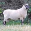 Clun Forest Flock Sire