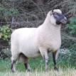 Clun Forest Flock Sire