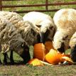 Clun Forest flock eating pumpkins