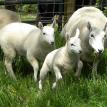 Lamb