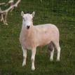 Cheviot Ram
