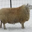 Flock Sire