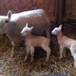 Cheviot Twins