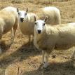Border Cheviot Yearling Ewes