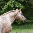 Akasha - Appaloosa Mare