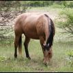 Billy - Quarter Horse Gelding
