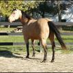Billy - Quarter Horse Gelding