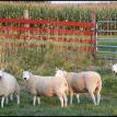 2008 Summer Grazing