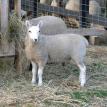 2010 Cheviot Ewe Lamb