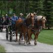 Michigan Thumb Draft Club Wagon Train