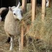 2010 Ewe Lamb