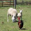 Cheviot ewe with one of her twins