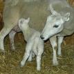 2010 Ewe lamb