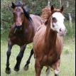 Jagger - Quarter Horse Gelding & Cody - Paint Mare