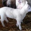 Young Border Cheviot Lamb