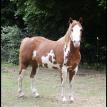 Riot - Paint Gelding